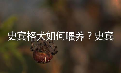 史宾格犬如何喂养？史宾格犬的简介